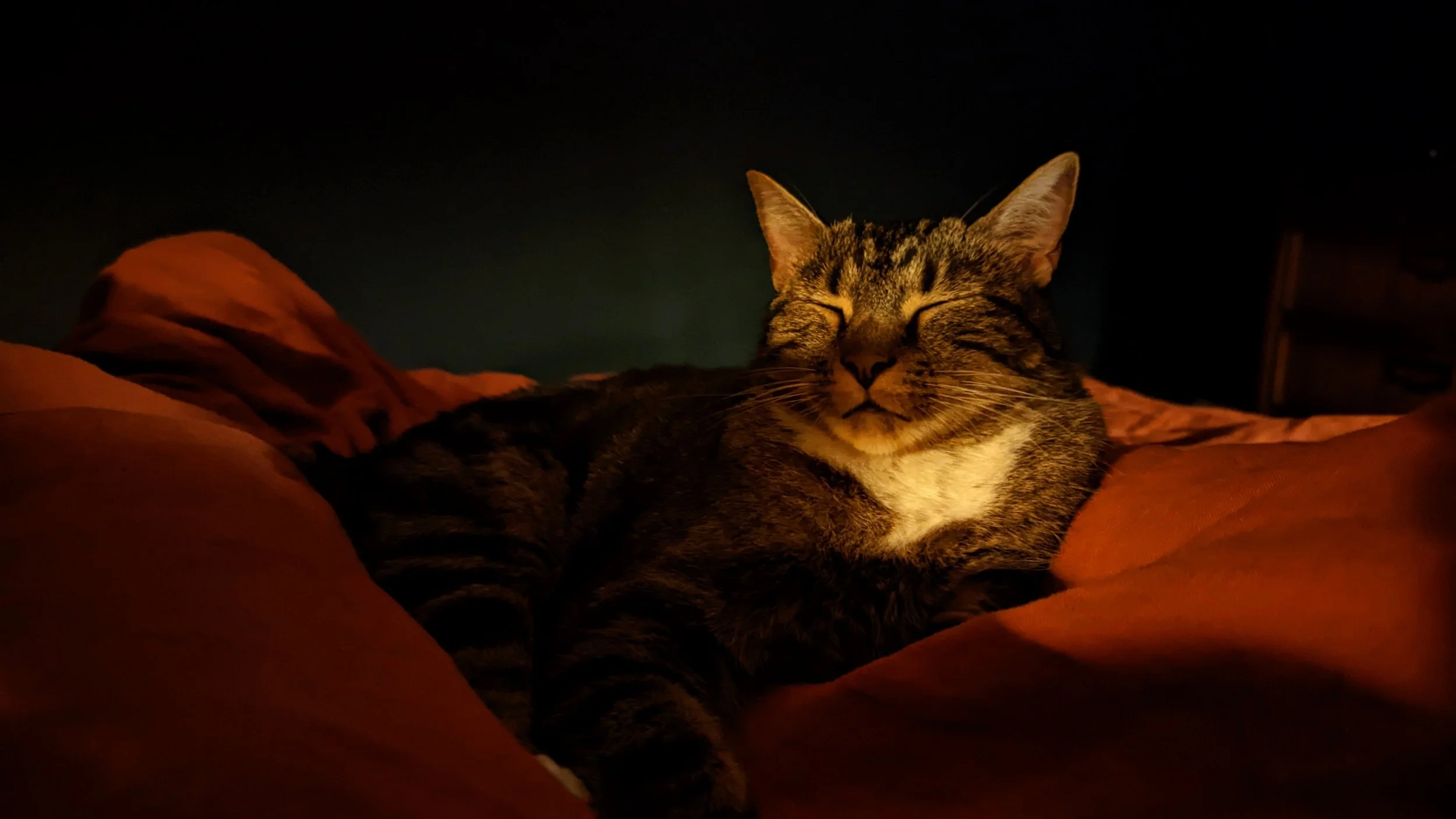 Tiny the cat