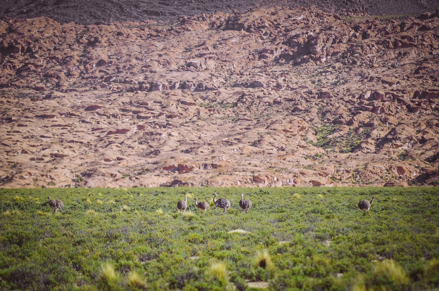 Wildlife — photograph 5 of 7 by Steven Acres