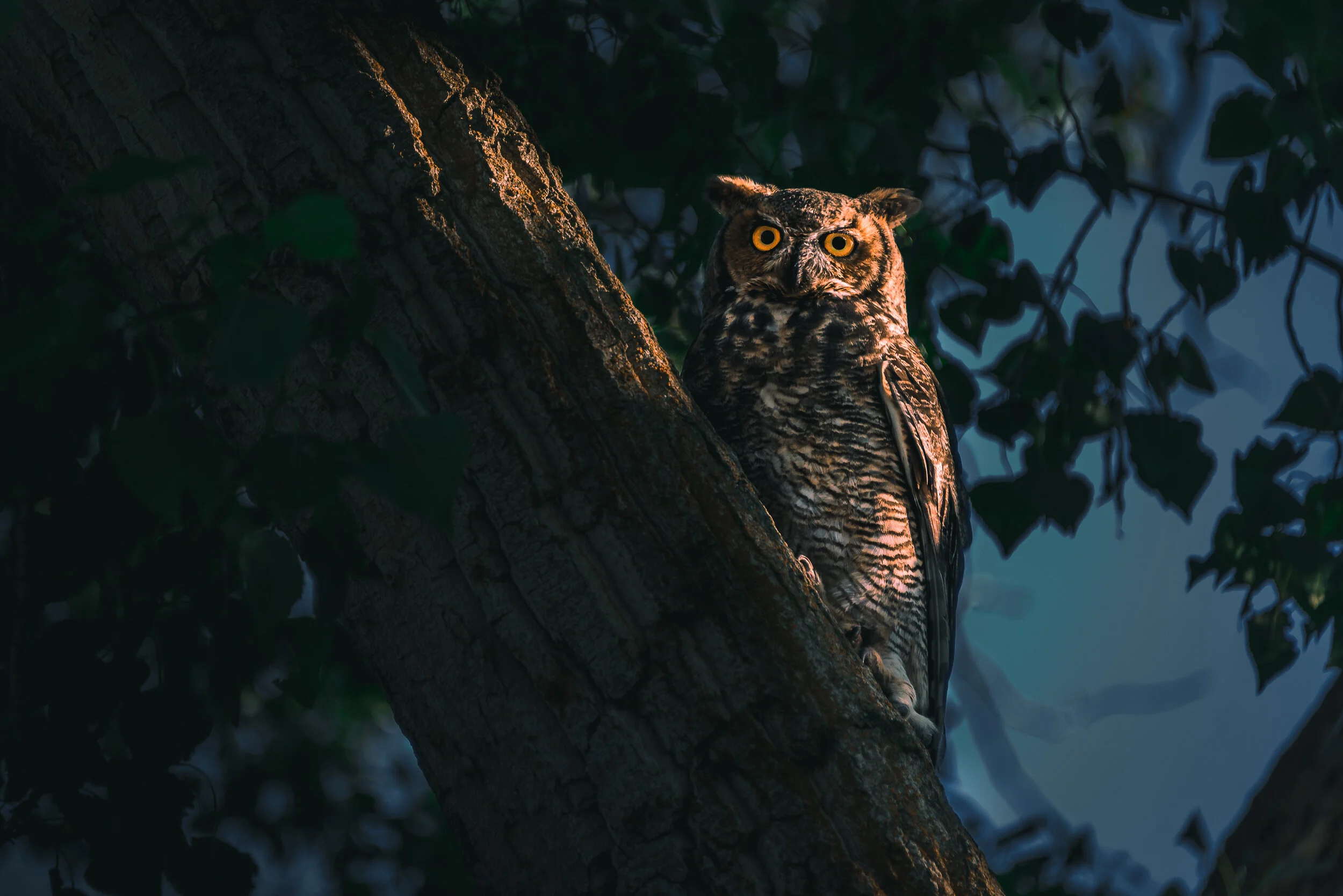 Wildlife — photograph 1 of 7 by Steven Acres